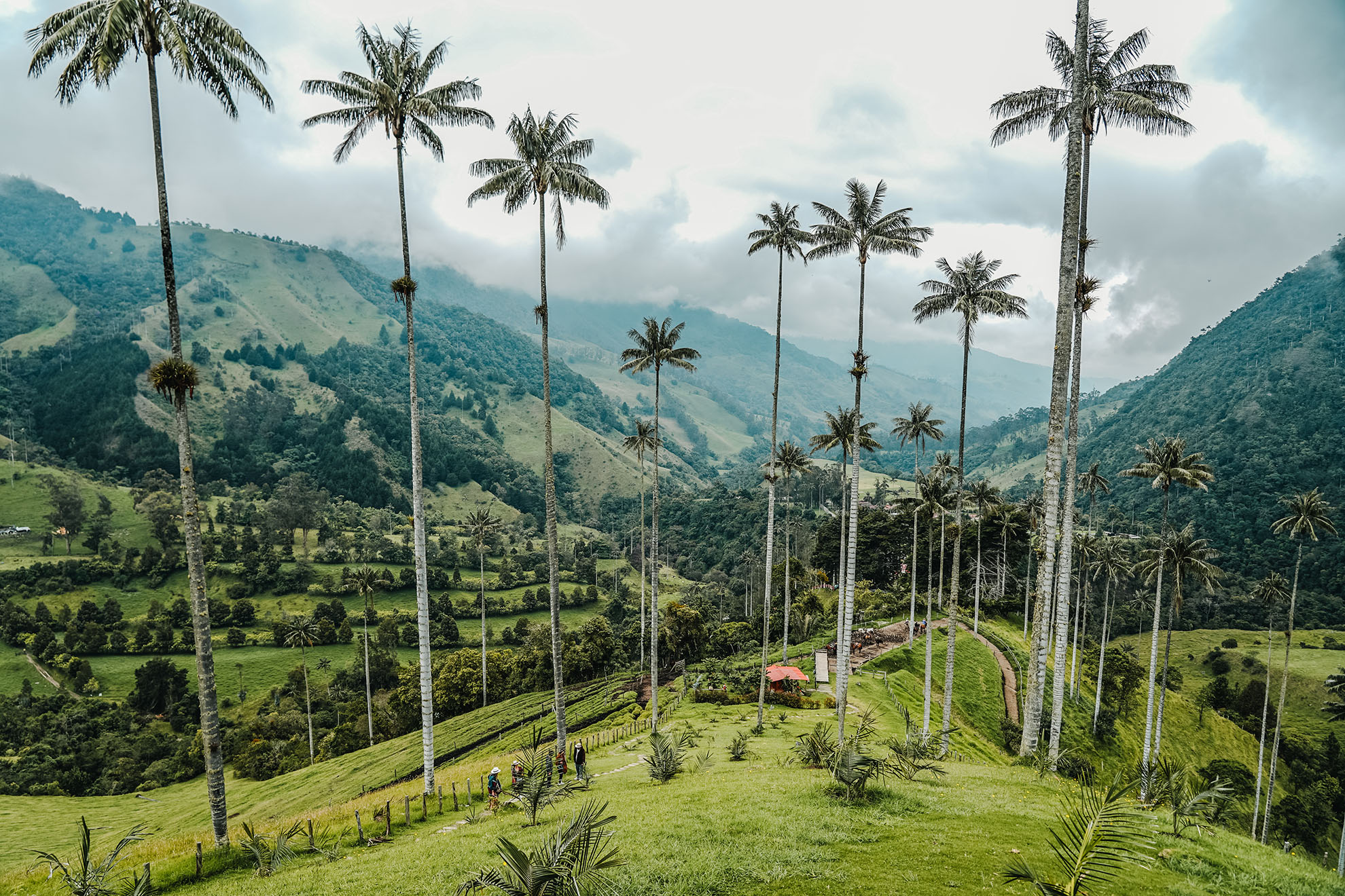 Cocora_1